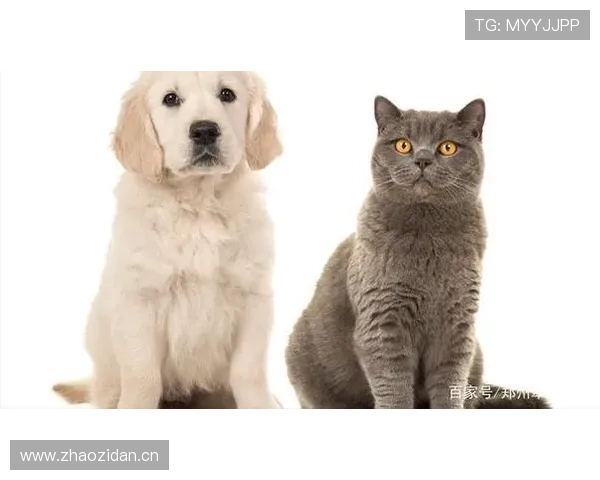 万狗体育赛事安全管理措施确保宠物和宠主的双重保障